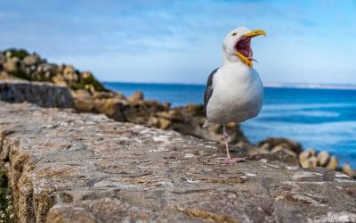 Photo Of The Day By Sarah McIntyre