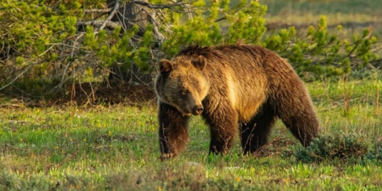 Photographer Draws a Grizzly Hunt Permit But Won’t Hunt