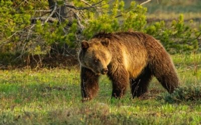 Photographer Draws a Grizzly Hunt Permit But Won’t Hunt