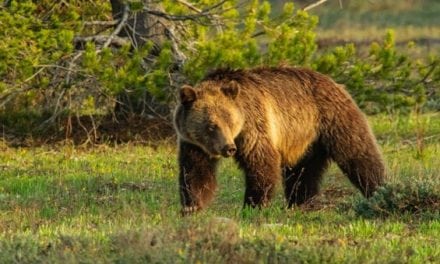 Photographer Draws a Grizzly Hunt Permit But Won’t Hunt