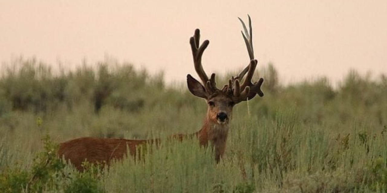 Pics: Utah Buck Sports Double Set of Antlers on One Side