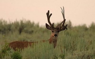 Pics: Utah Buck Sports Double Set of Antlers on One Side