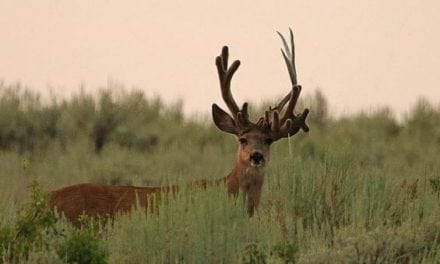 Pics: Utah Buck Sports Double Set of Antlers on One Side