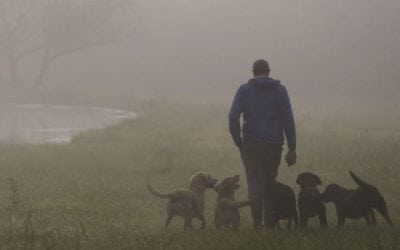 ‘Say When’ by Sitka Films is a Must-See for All Gun Dog Lovers
