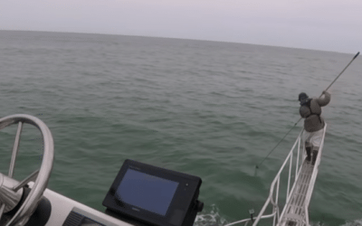 Shark Researcher Turns Into Bait When Great White Leaps Out of the Water