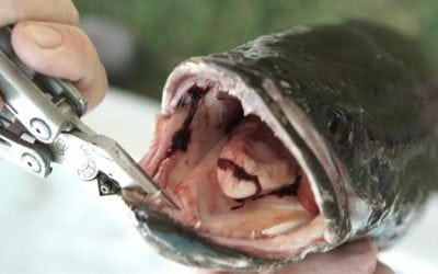 Snakeheads are here to stay