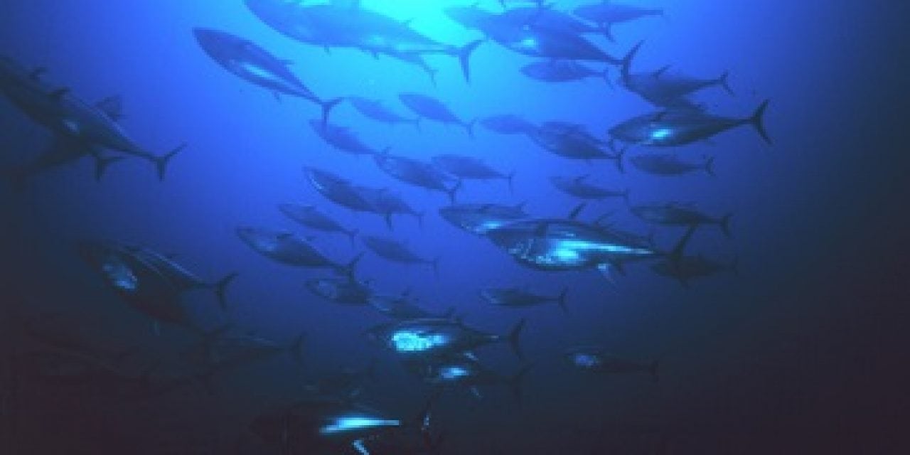 Some Good News for Pacific Bluefin Tuna