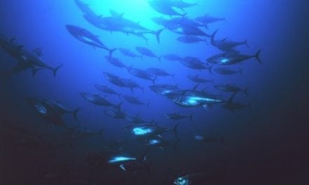 Some Good News for Pacific Bluefin Tuna