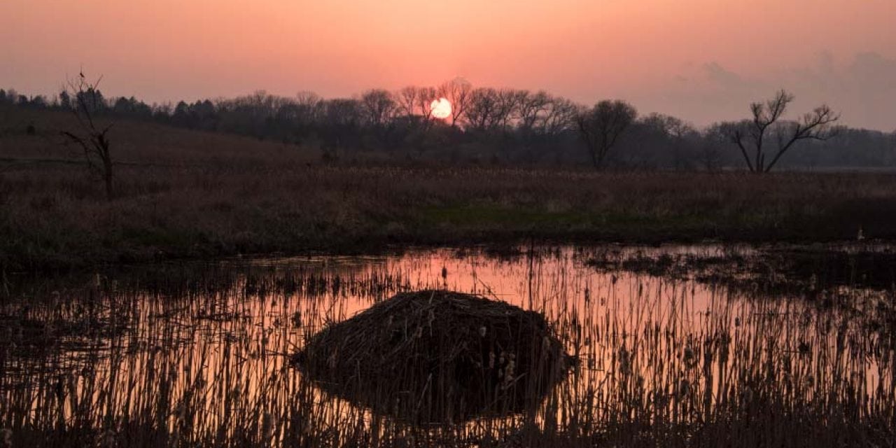 Success in the Salt Marsh