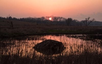 Success in the Salt Marsh