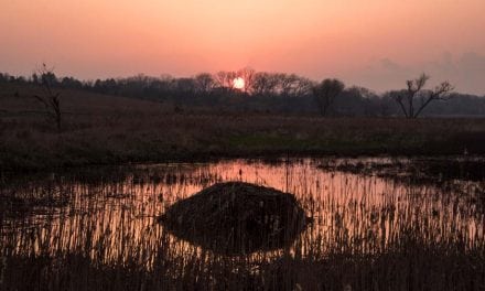 Success in the Salt Marsh