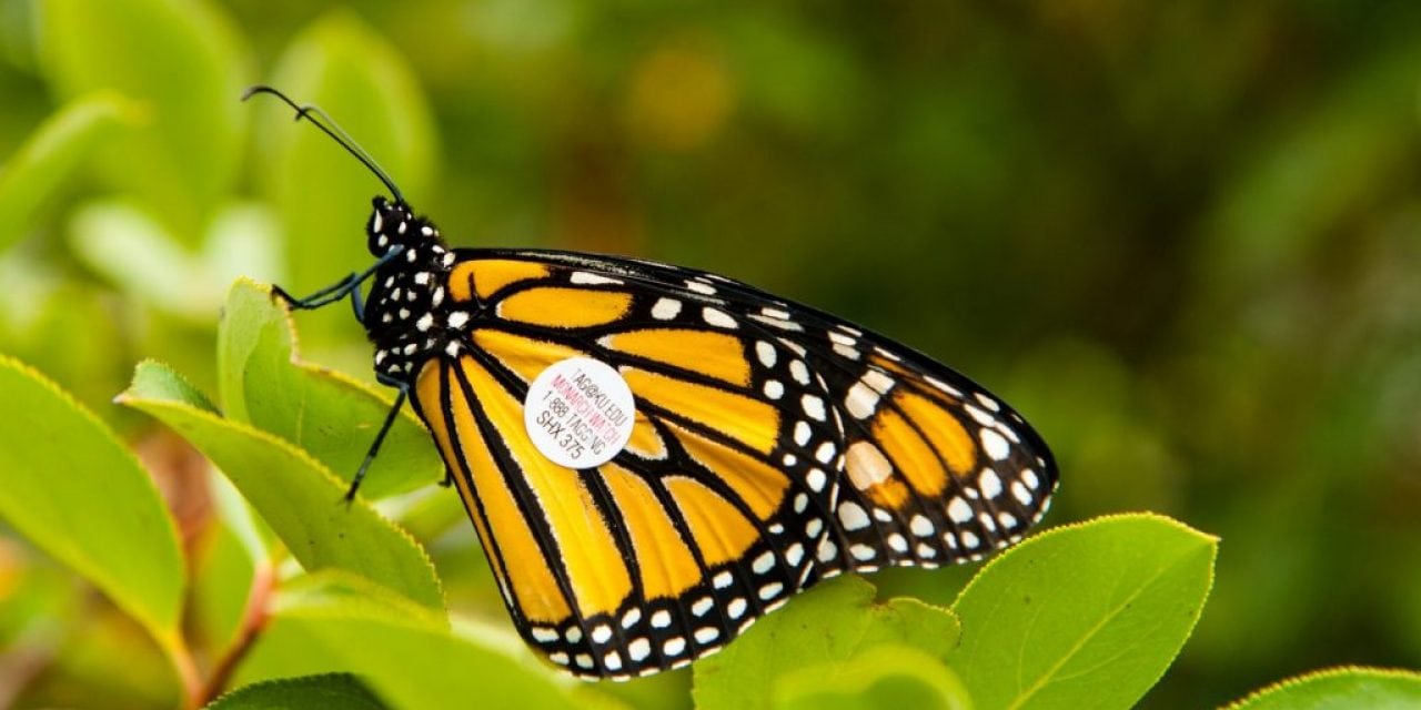 Tag a Monarch