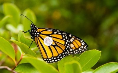 Tag a Monarch