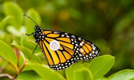Tag a Monarch