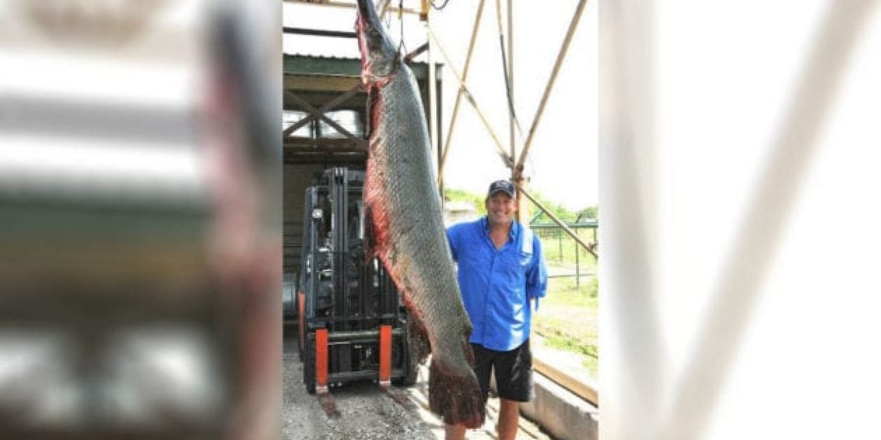 Texan Bags Alligator Gar That Could Be New World Record