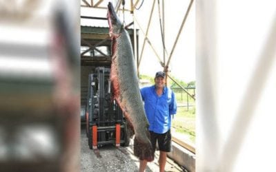 Texan Bags Alligator Gar That Could Be New World Record