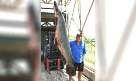 Texan Bags Alligator Gar That Could Be New World Record