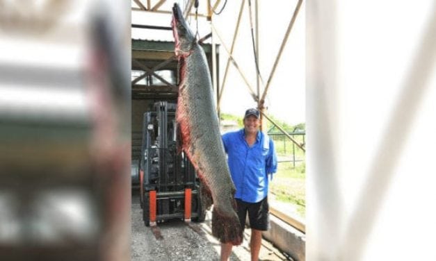Texan Bags Alligator Gar That Could Be New World Record