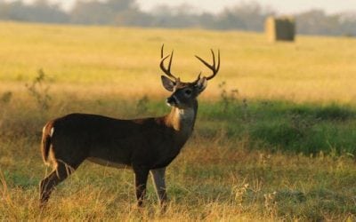 Texas Passes Air Gun Hunting Proposal, Will Allow Them for Deer and More