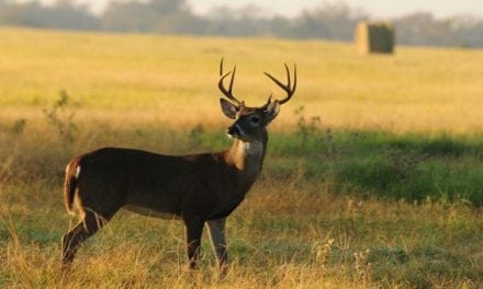 Texas Passes Air Gun Hunting Proposal, Will Allow Them for Deer and More