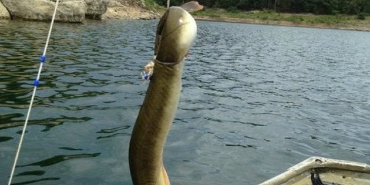There’s a New Arkansas American Eel Record From Bull Shoals Lake