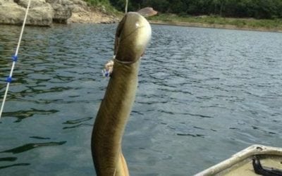 There’s a New Arkansas American Eel Record From Bull Shoals Lake