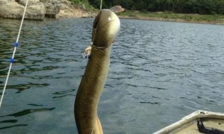 There’s a New Arkansas American Eel Record From Bull Shoals Lake