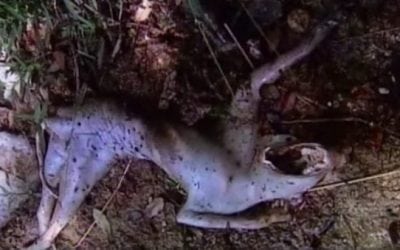 Top 10 Mystery Creatures of the Great Outdoors