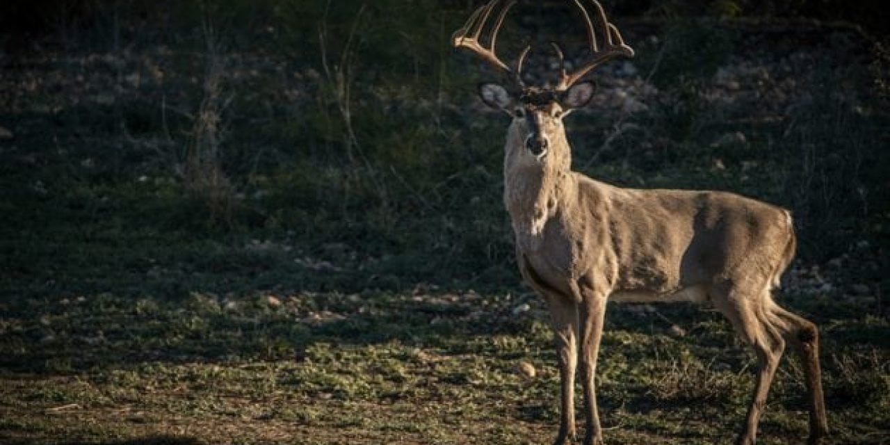 Top 5 Best Southern Whitetail Hunting States