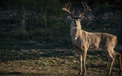 Top 5 Best Southern Whitetail Hunting States