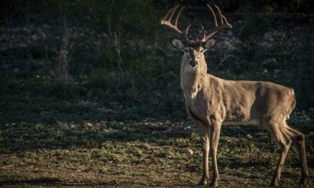Top 5 Best Southern Whitetail Hunting States