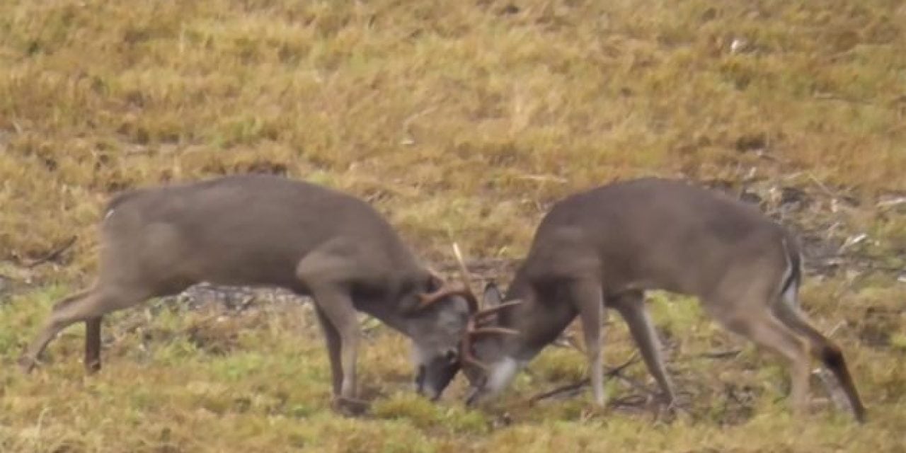Two Bucks are Dueling During Rut When a Third Joins In