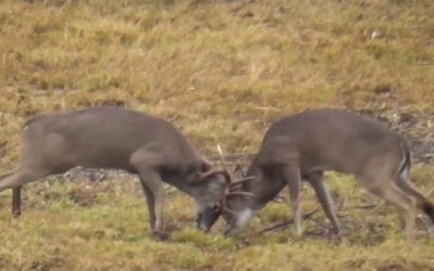 Two Bucks are Dueling During Rut When a Third Joins In