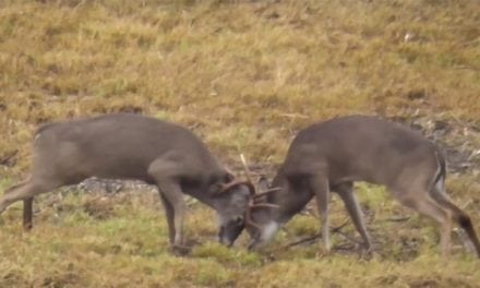 Two Bucks are Dueling During Rut When a Third Joins In