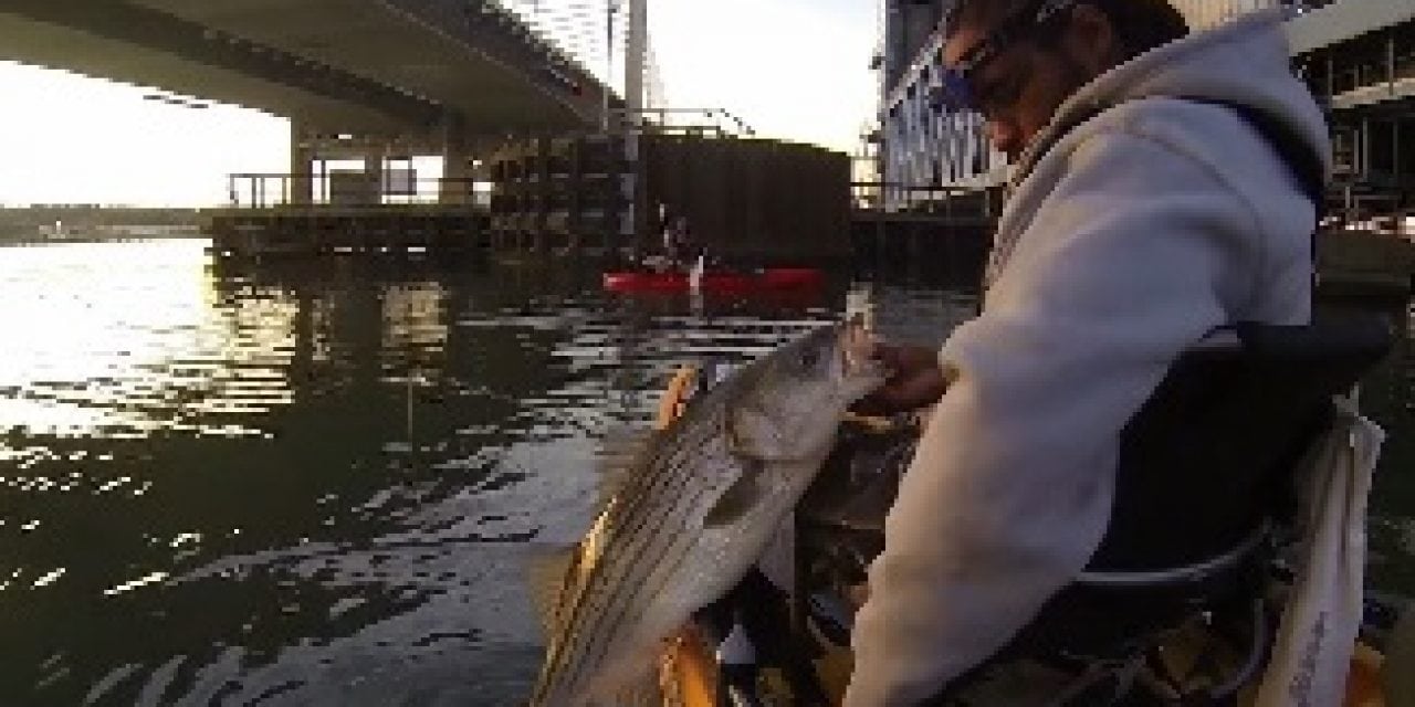 Urban Striper Smackdown