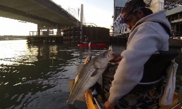 Urban Striper Smackdown