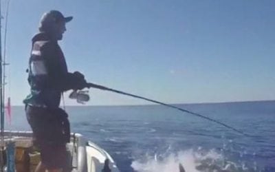 Video: Killer Blow-Up on One End, Marauding Shark on the Other