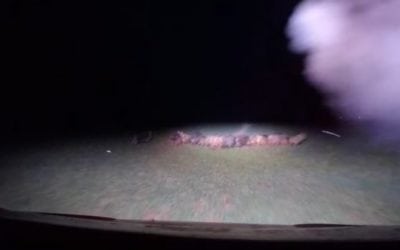 Video: Now This is Extreme Hog Eradication