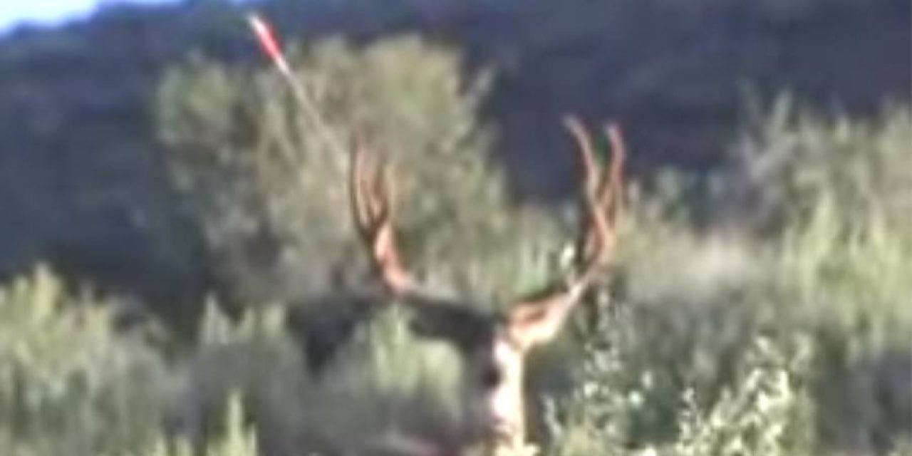 Video: This Bowhunter’s Missed Shot Will Blow Your Mind