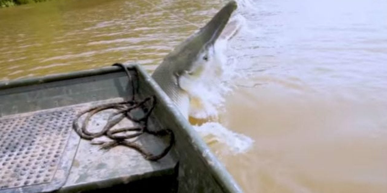 Video: You Have to See This Massive Alligator Gar Jump Boatside