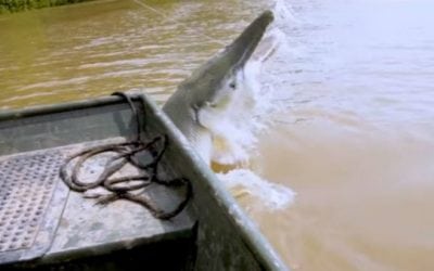 Video: You Have to See This Massive Alligator Gar Jump Boatside
