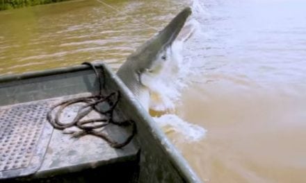 Video: You Have to See This Massive Alligator Gar Jump Boatside