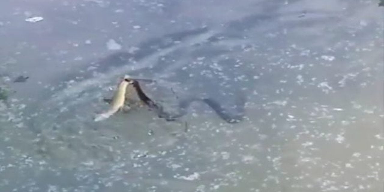 Water Snake Snatches Trout From Pair of Anglers