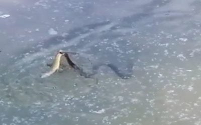 Water Snake Snatches Trout From Pair of Anglers