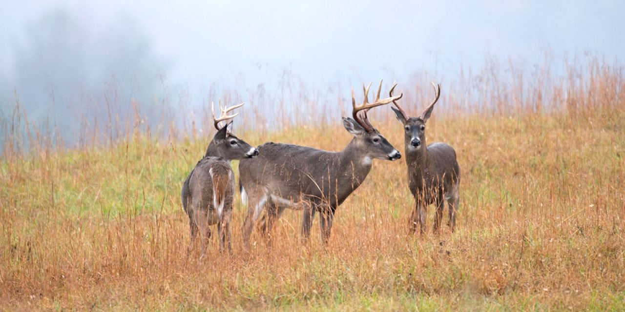 What Are the 10 Worst States for Deer Hunting?
