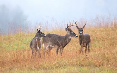 What Are the 10 Worst States for Deer Hunting?