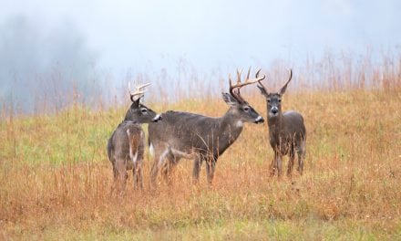 What Are the 10 Worst States for Deer Hunting?