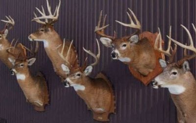 #WhitetailWednesday: 5 Deer Season Goals That Don’t Involve a Successful Harvest