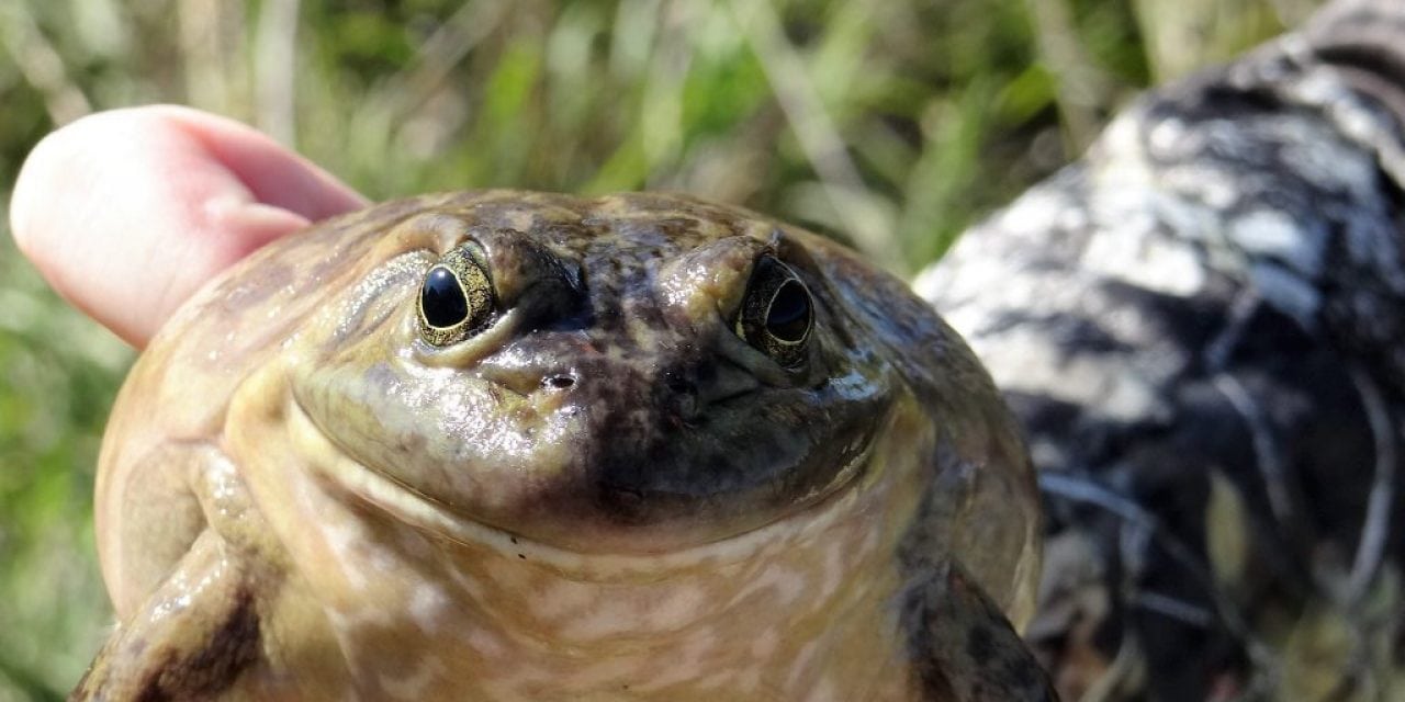 Why Not Jump At The Chance For Bullfrog Season