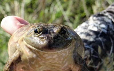Why Not Jump At The Chance For Bullfrog Season